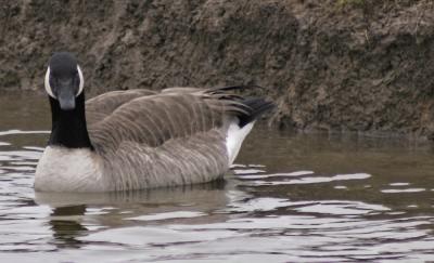 u42/canon_300d/medium/27600153.geese2.jpg