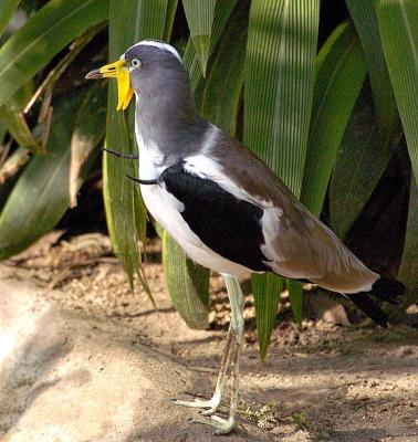 Yellow Wattled Plover