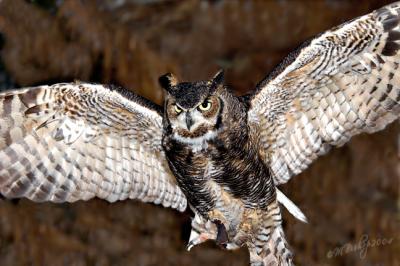Owl-wings-spread.jpg