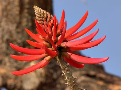 u42/canyonlu/medium/27259894.Redspikes.jpg