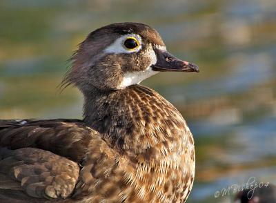 WoodDuck Hen.jpg