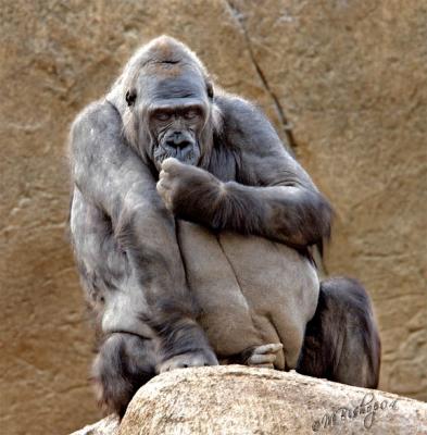 Gorilla Antics-Click to see more pictures