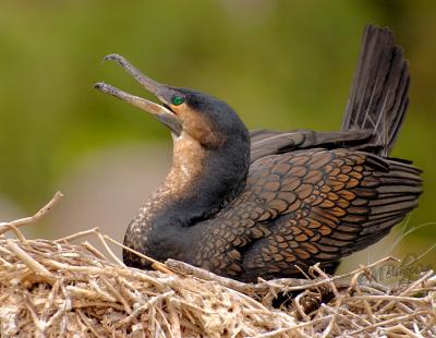 Cormorant-on-nest.jpg