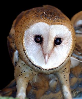Barn-Owl-stare.jpg