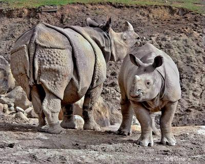 Indian-One-Horned-Rhino