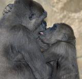 Gorilla Antics-Click to see more pictures