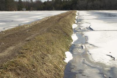 February Bogs