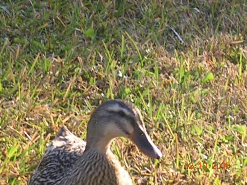 ONE OF THE FLOCK