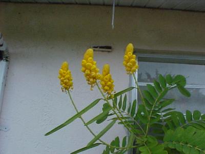 CANDLE BUSH