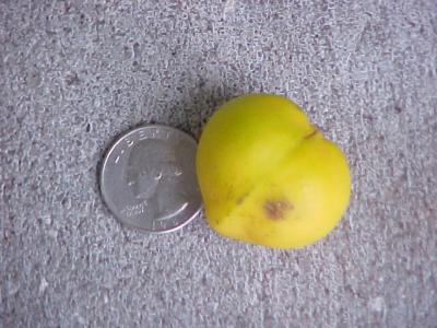 CORAL  POD