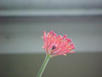 CORAL PLANT BLOSSOM