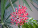 CORAL PLANT BLOSSOM