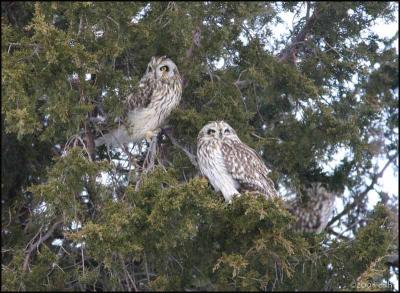 Short-eared Owls 2612.jpg