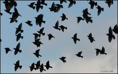 Starlings in flight 2714.jpg