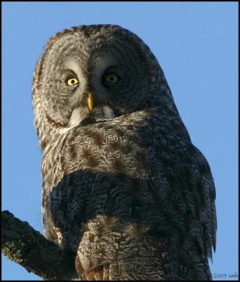 Great Gray Owl portrait 2784.jpg