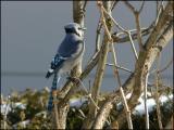 Blue Jay 2803.jpg