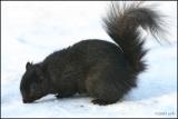 Gray Squirrel black 2791.jpg
