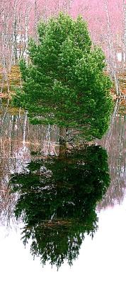 Tree reflection Lochan Mhor