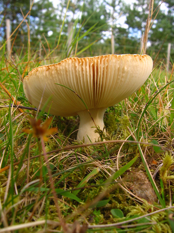 Fungus Gills.jpg