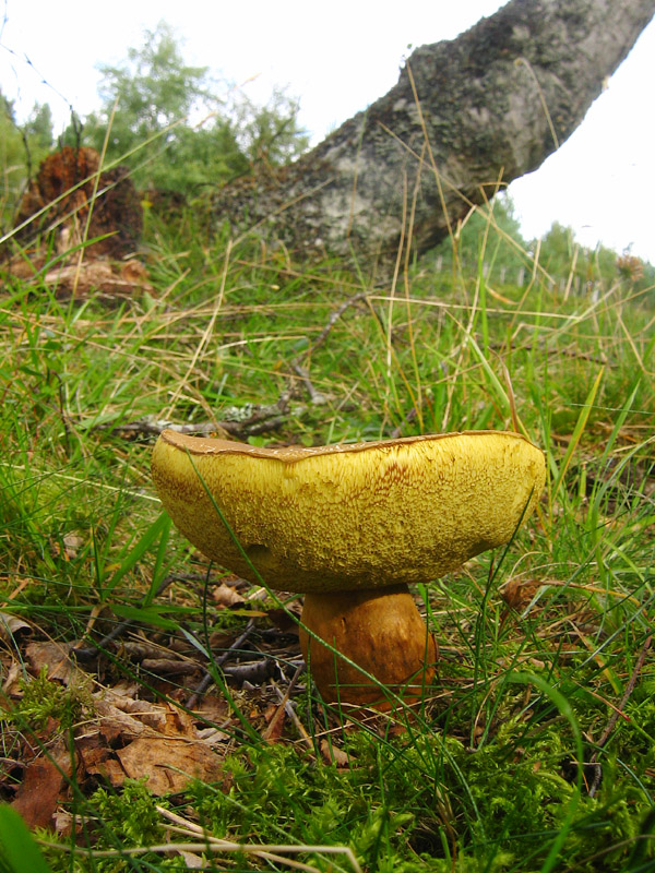 Fungus Yellow Underside.jpg