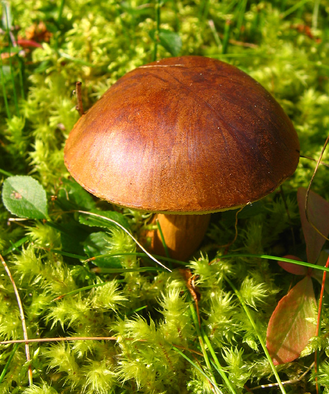 Fungus4.jpg
