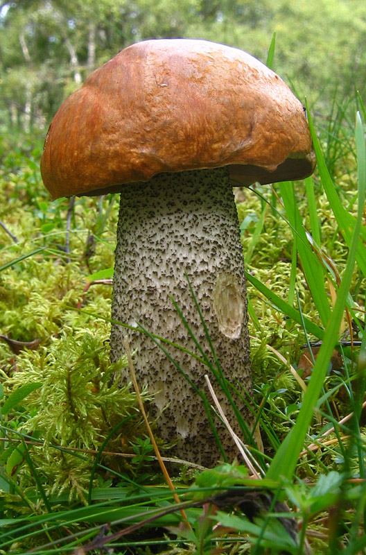 Fungus5.jpg