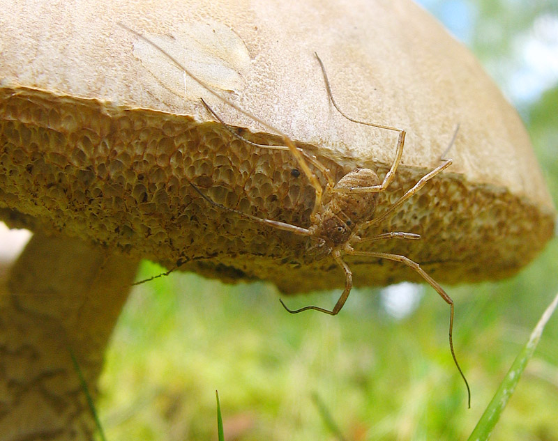 Arachnid and Toadstool