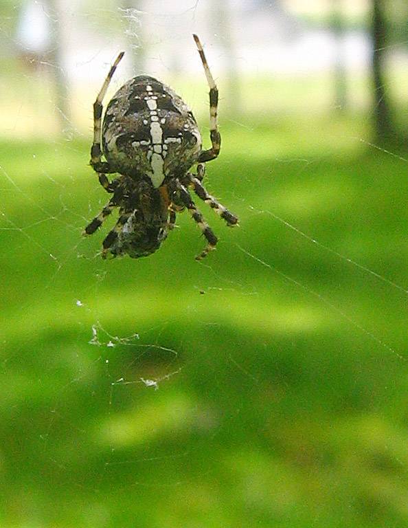 Spider in Wood