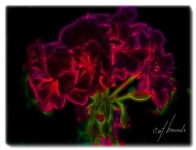 geranium glow.jpg