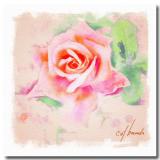 when is a rose watercolor.JPG