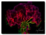 geranium glow.jpg