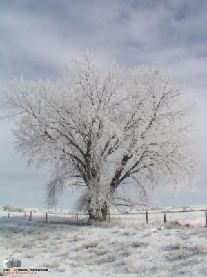 Frosted Tree.jpg