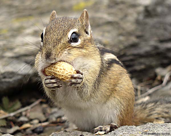 Chipmunk