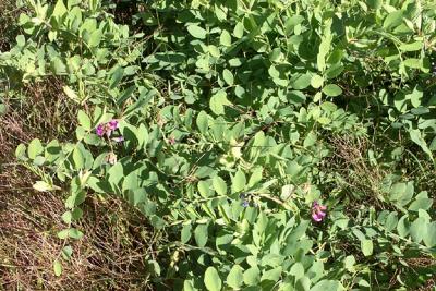 Wildflowers in Seacoast New Hampshire