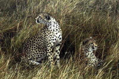 2 Cheetahs.jpg
