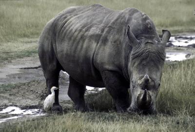 Rhino with Bird.jpg