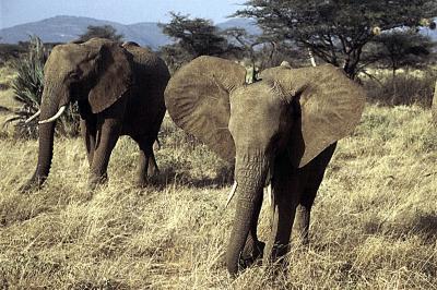 2 elephants.jpg