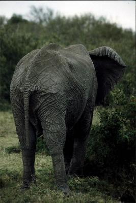 Elephant - a new view.jpg