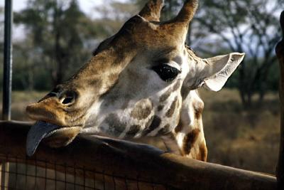 Giraffe with a blue tongue.jpg