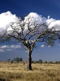 serengeti  tree.jpg