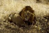 Male lion reclining .jpg