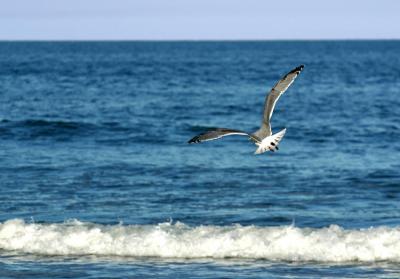 Duxbury Gull