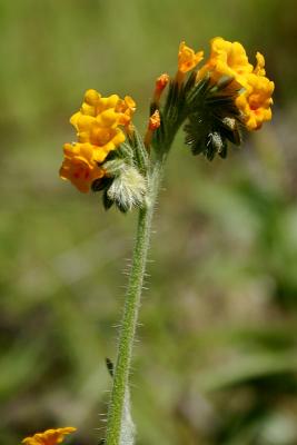 Fiddlehead