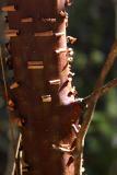 9-25-04<br>Shedding Its Skin