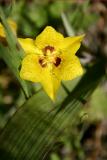 Yellow Mariposa Lily