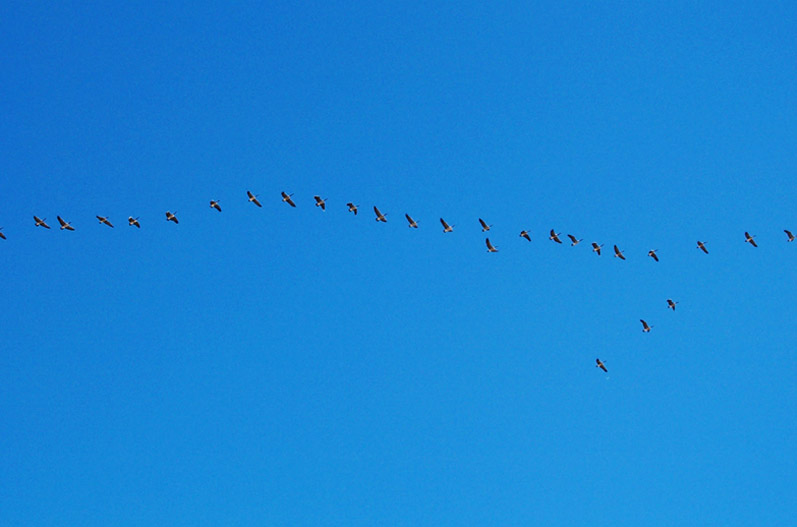 9-23-04<br>Flying South