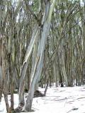 Snow Gums - Lake Mountain