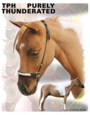 Thunderated  -  Miniature Horse colt