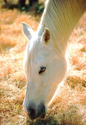 white arabian horse grazing at Ralvon Stud