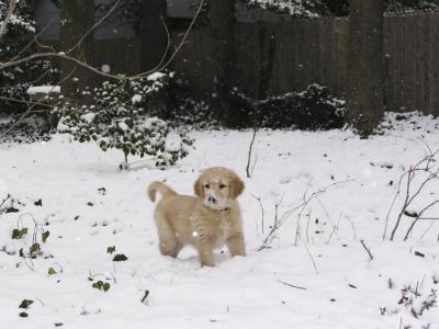 First Snow